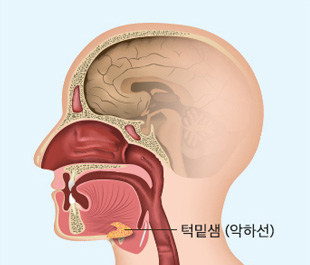 턱밑샘(악하선)